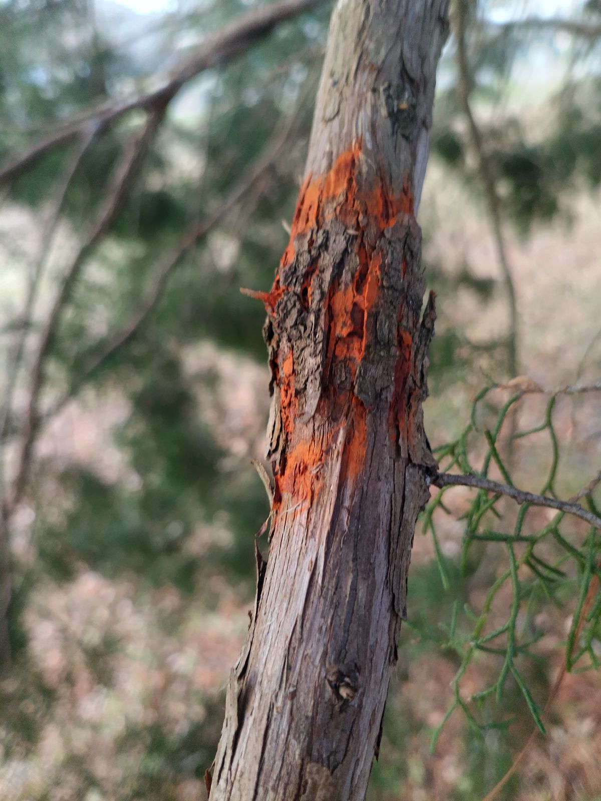 Nature trail restoration progress