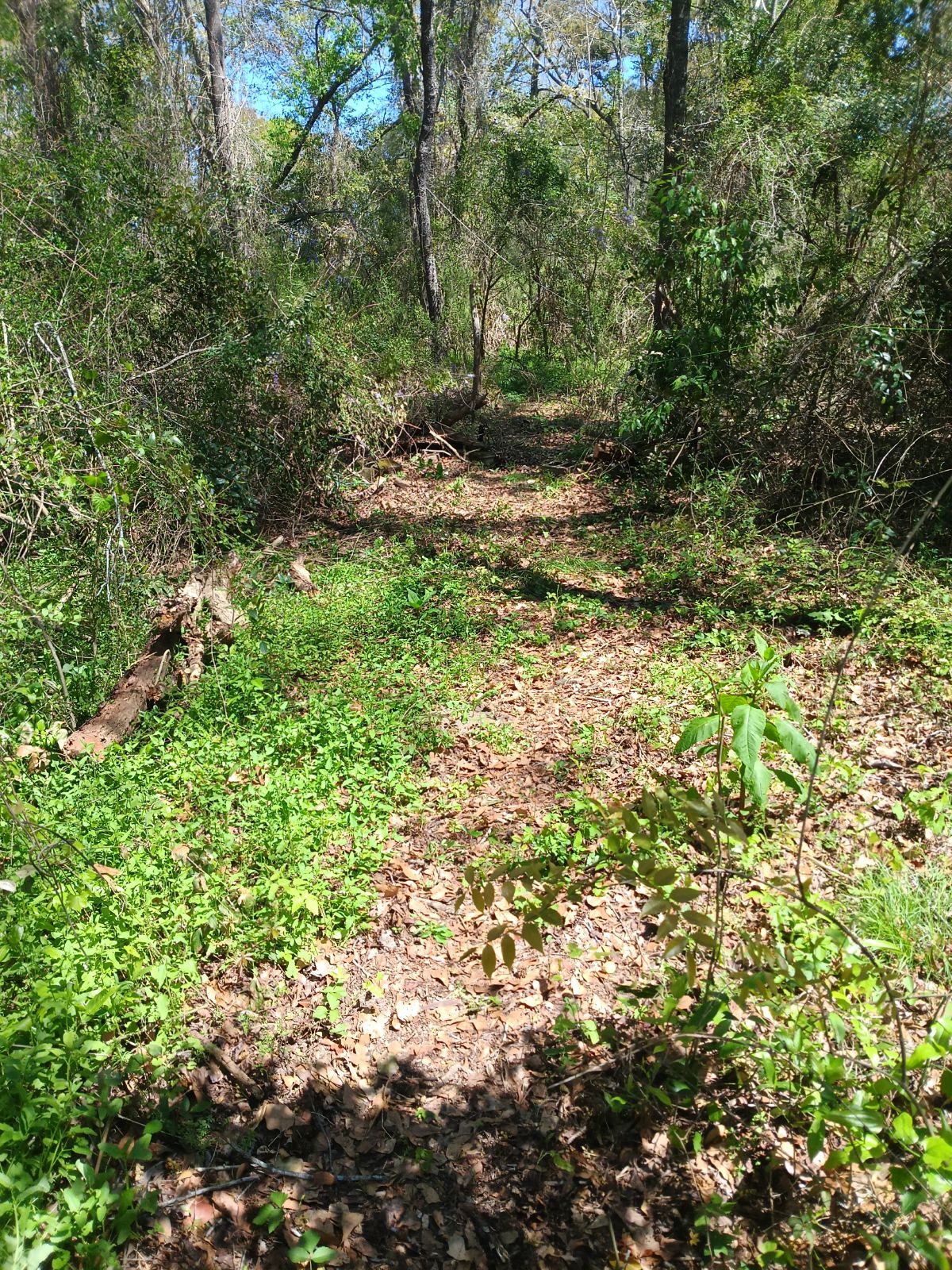 Nature trail restoration progress