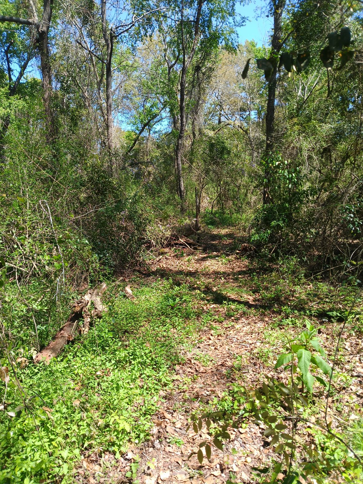 Nature trail restoration progress