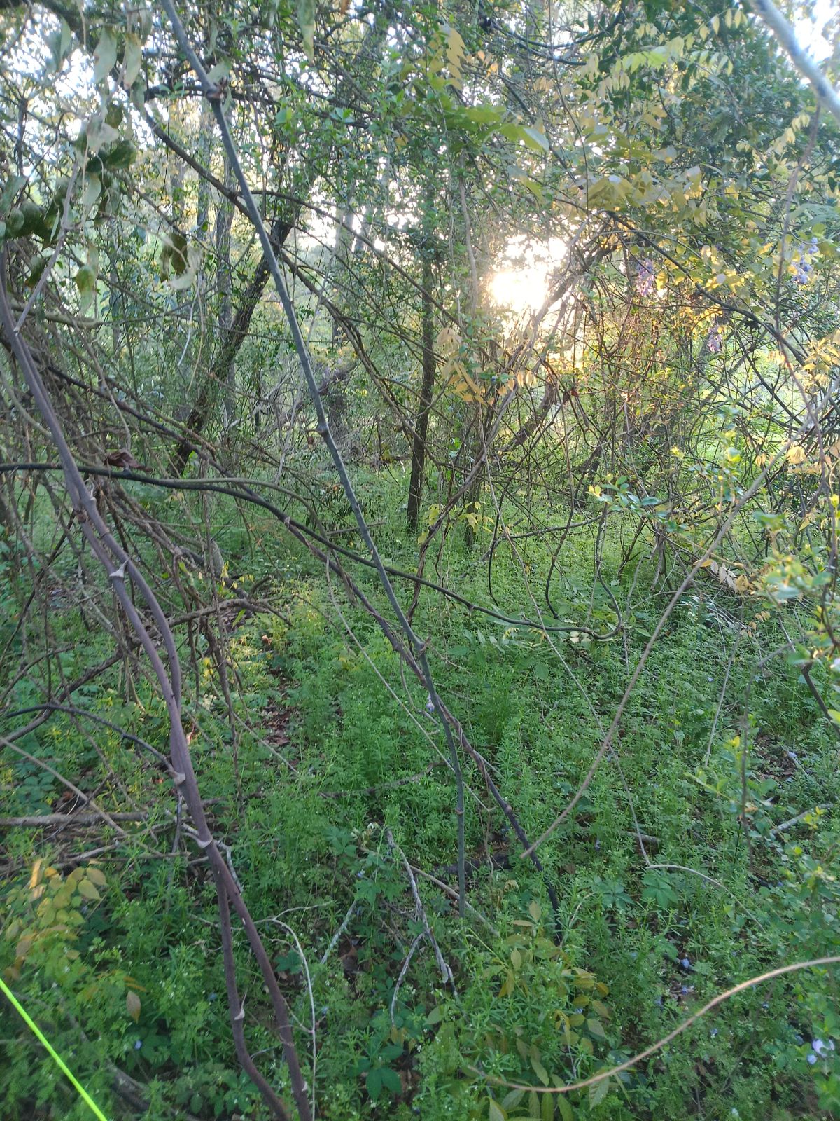 Nature trail restoration progress