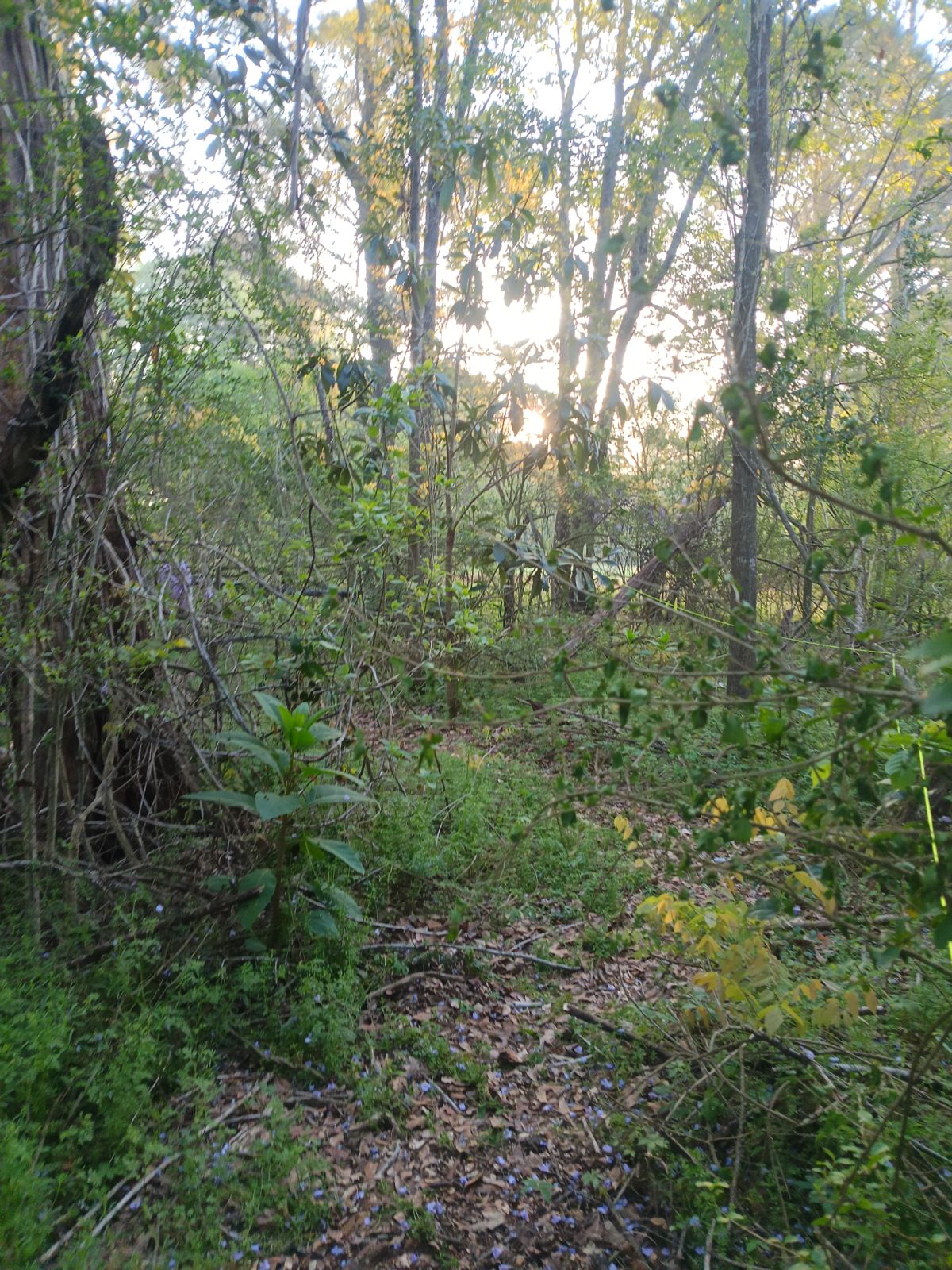 Nature trail restoration progress