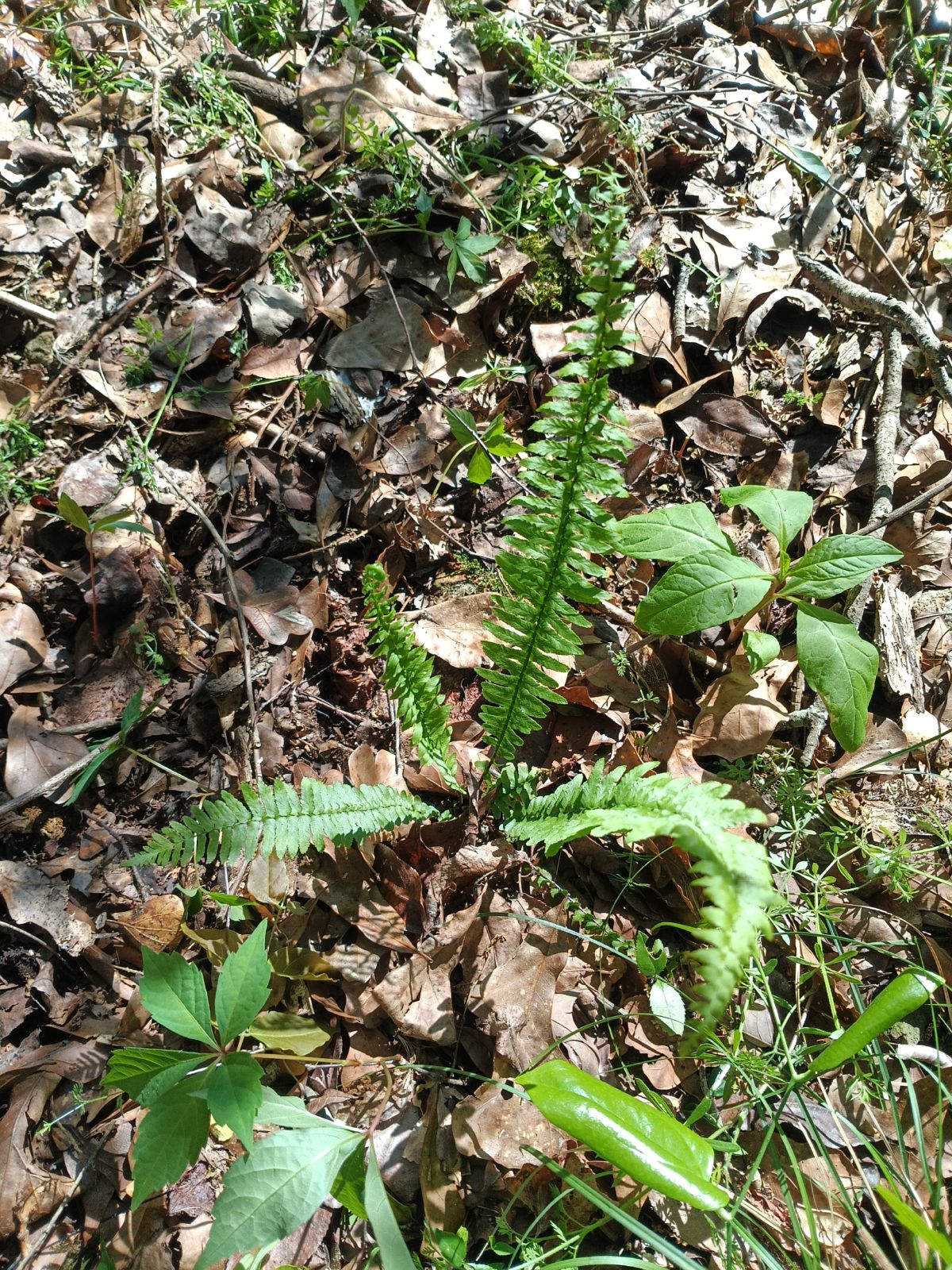 Nature trail restoration progress