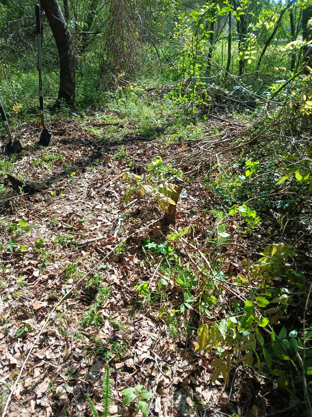 Nature trail restoration progress