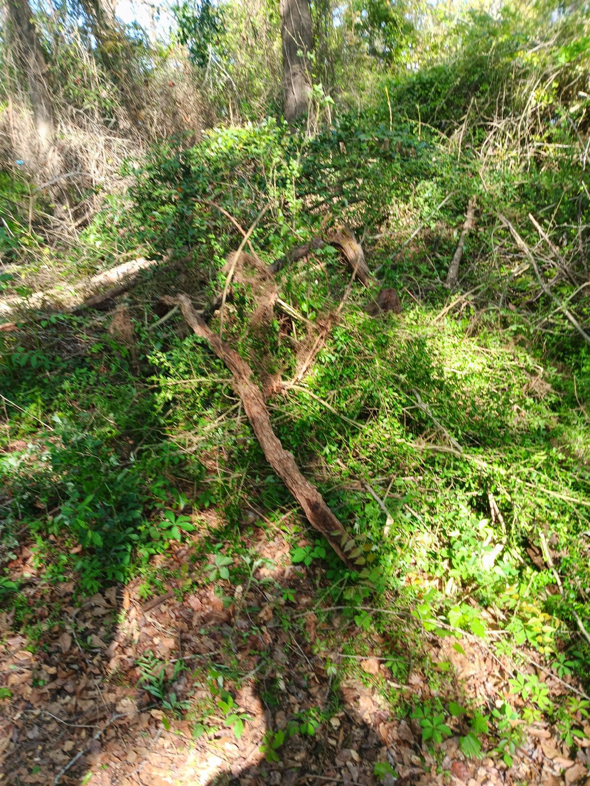 Nature trail restoration progress