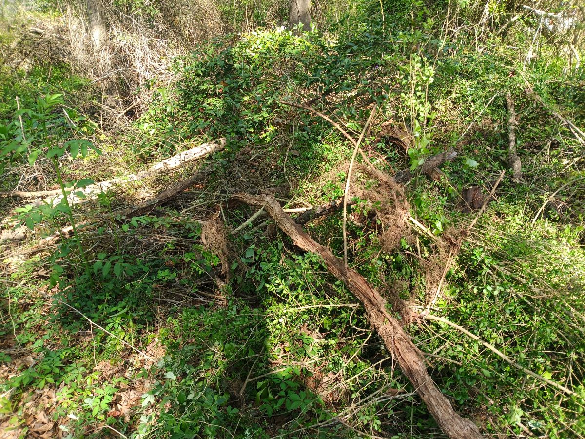Nature trail restoration progress
