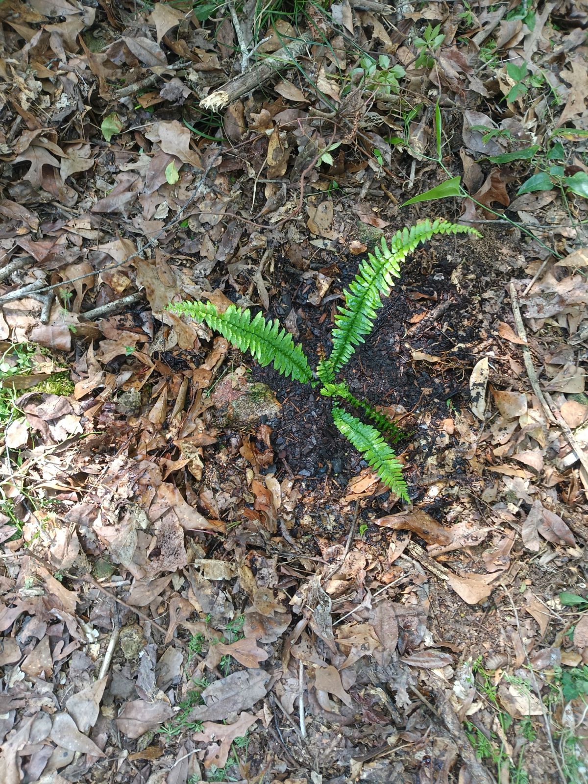 Nature trail restoration progress