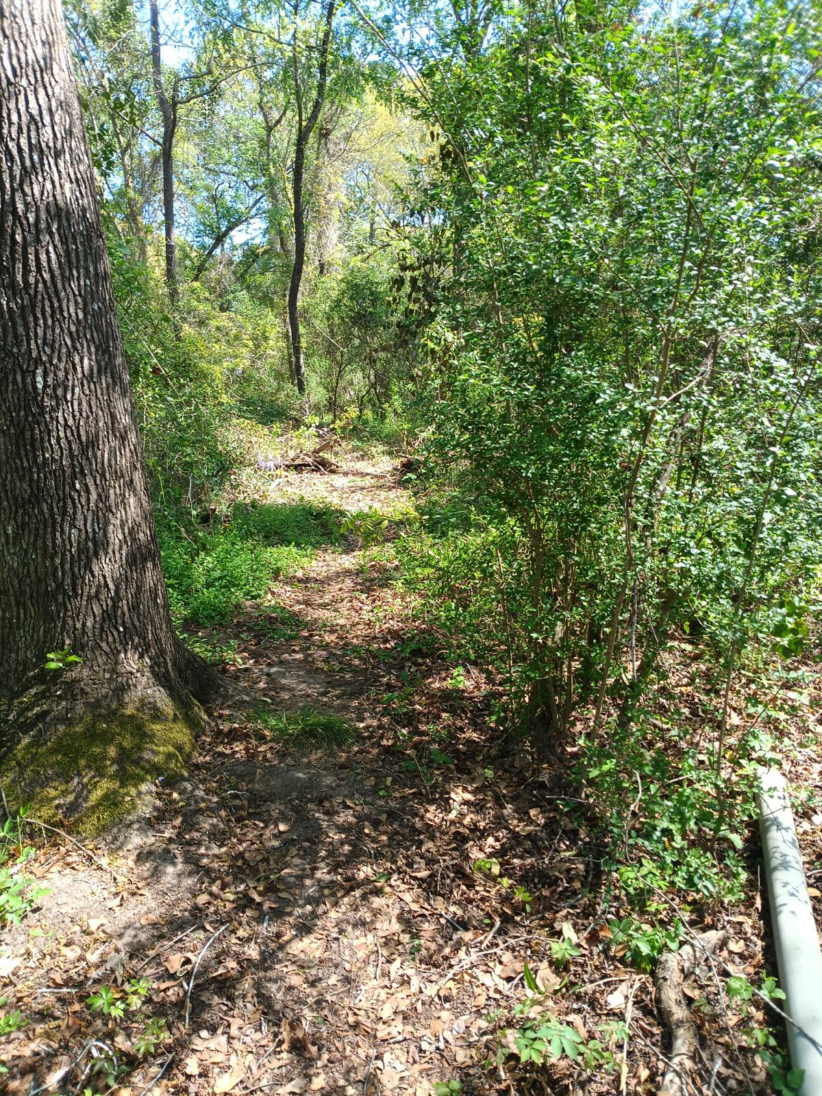 Nature trail restoration progress