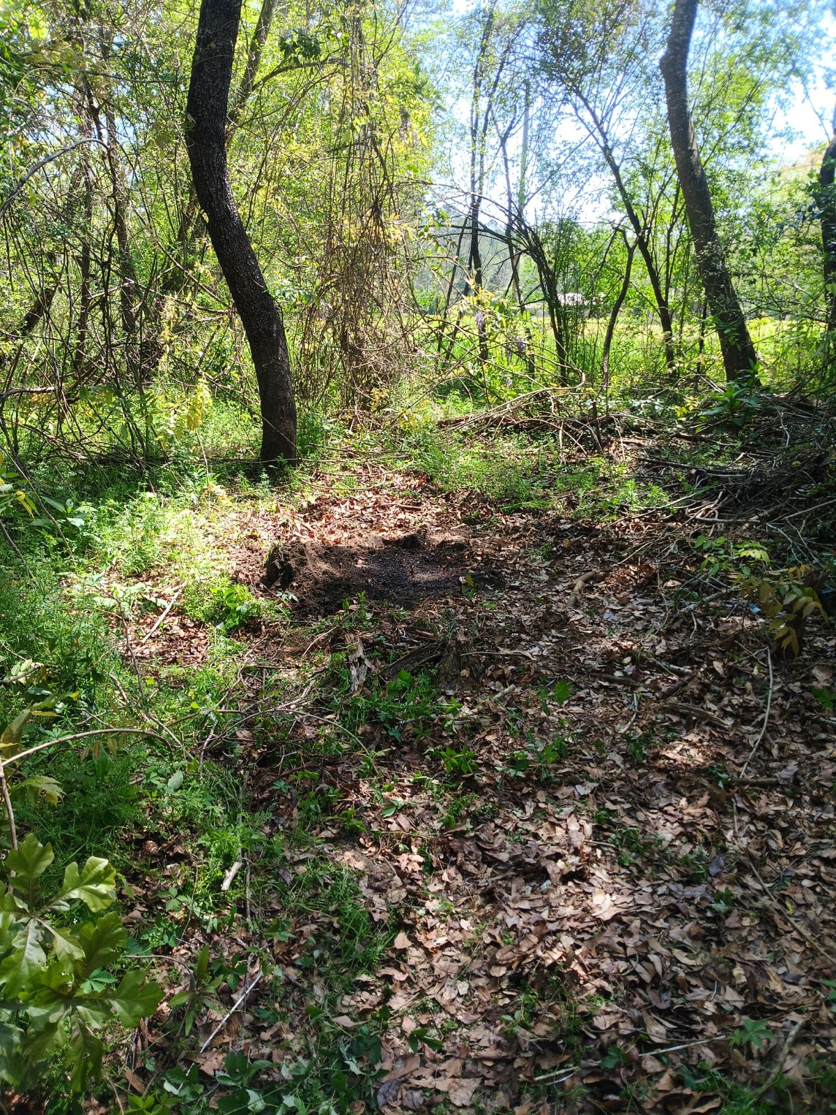 Nature trail restoration progress