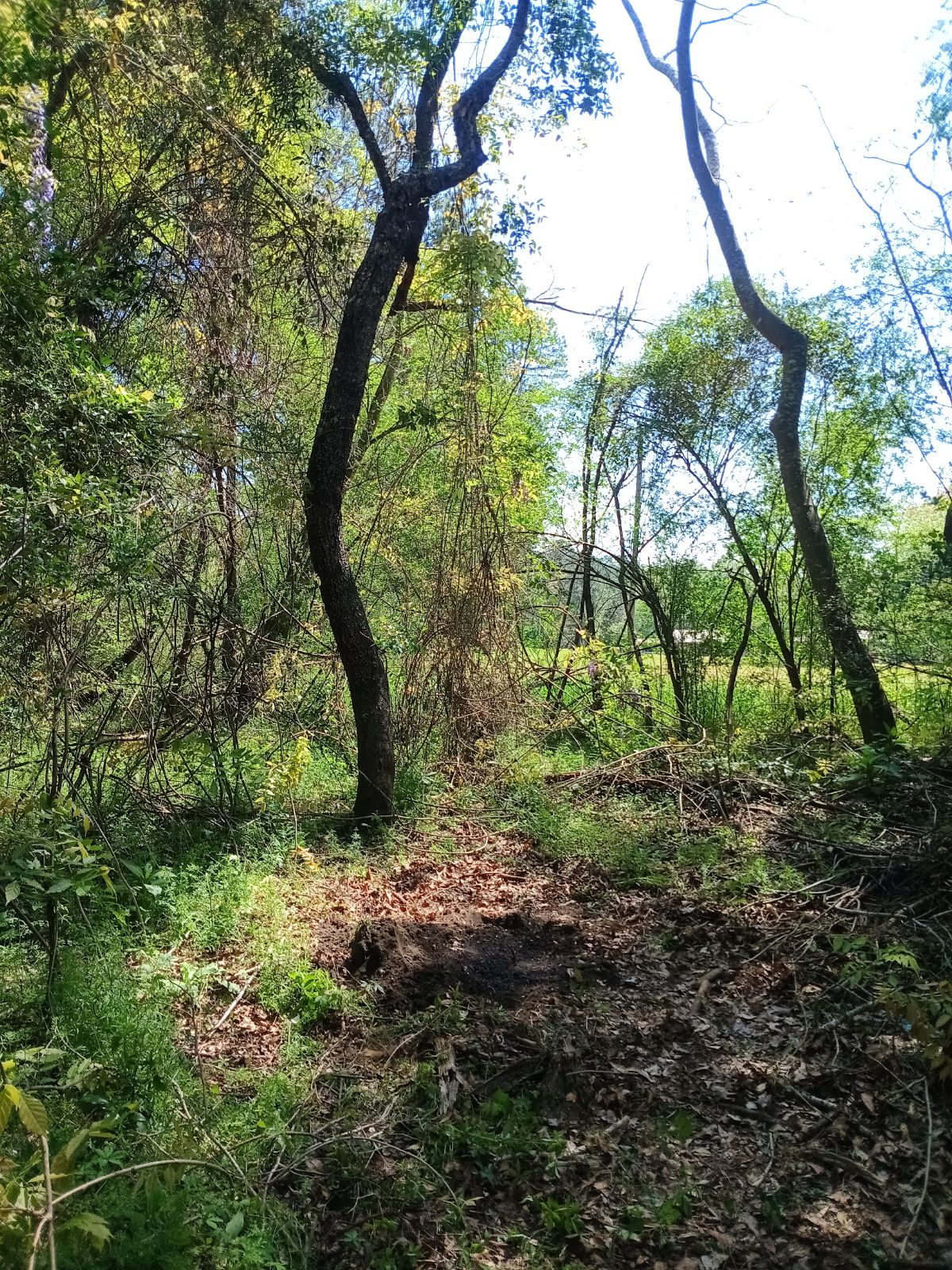 Nature trail restoration progress