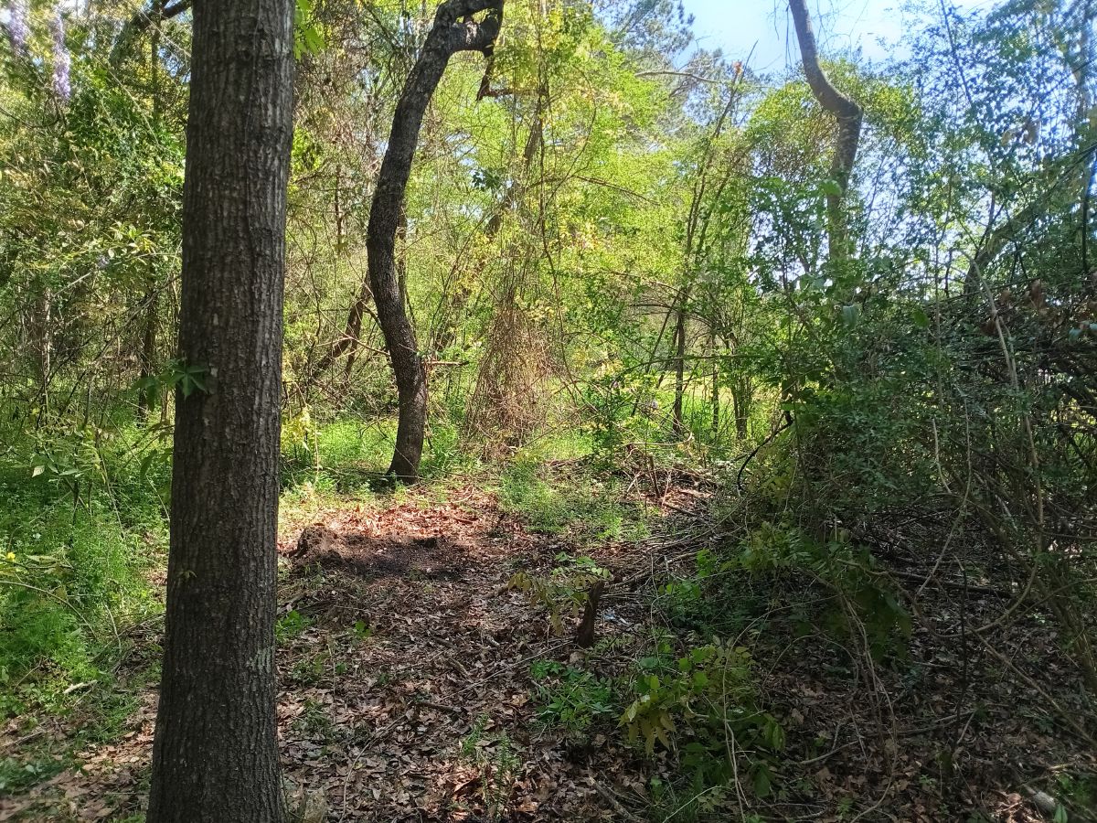 Nature trail restoration progress