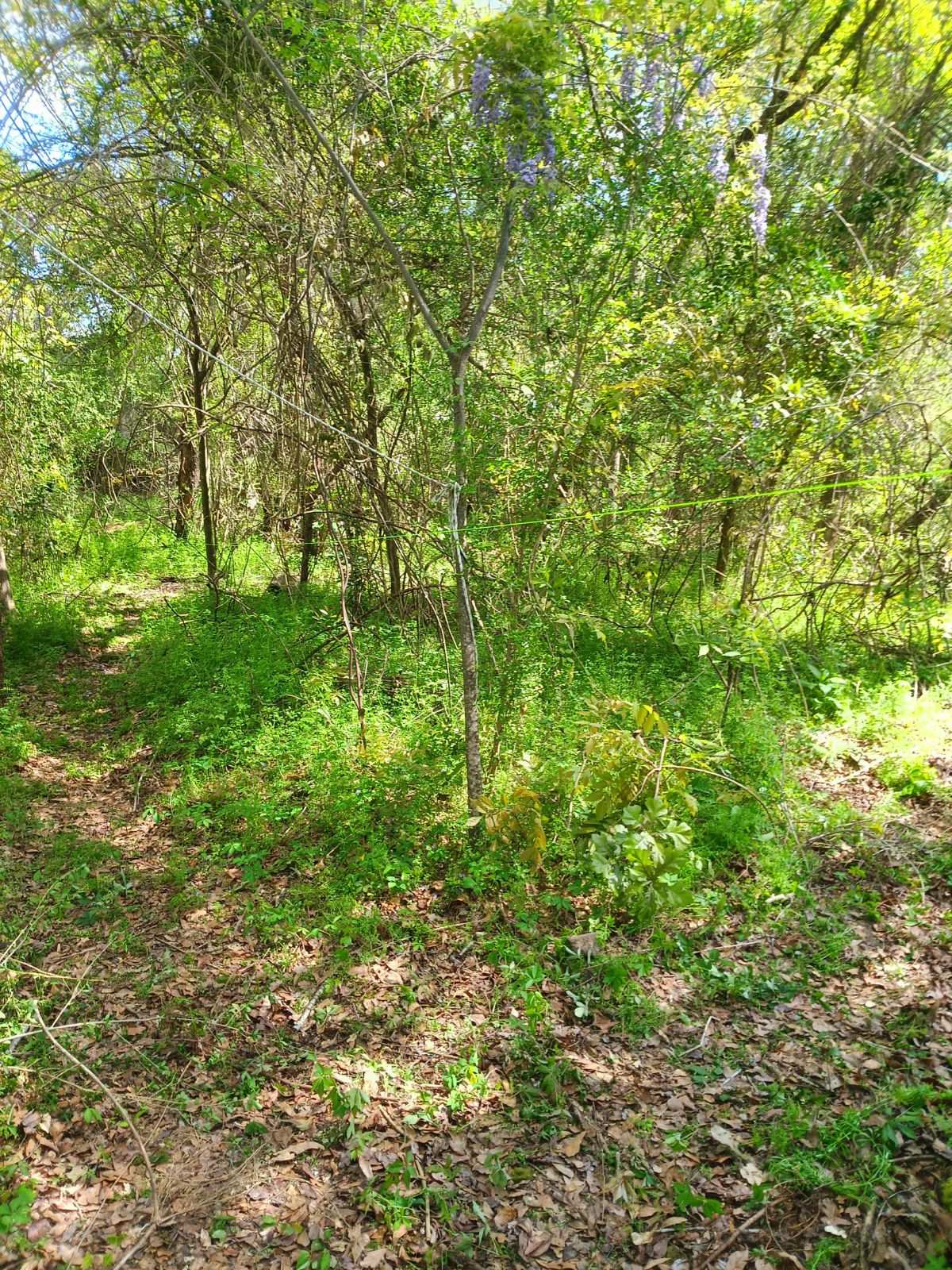 Nature trail restoration progress