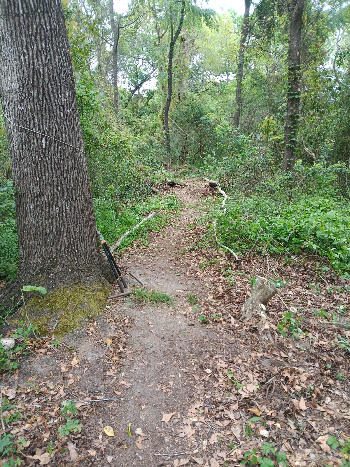 Nature trail restoration progress