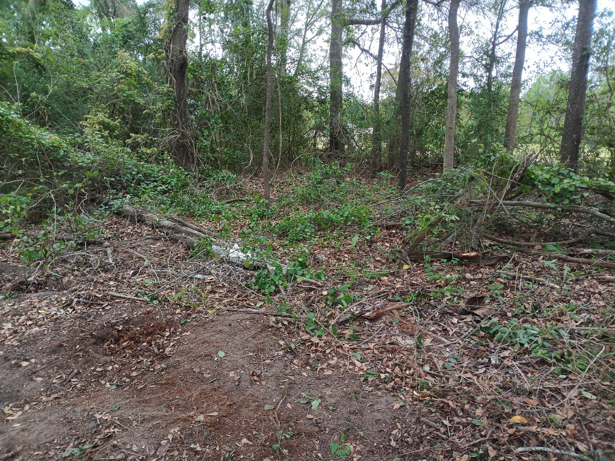 Nature trail restoration progress