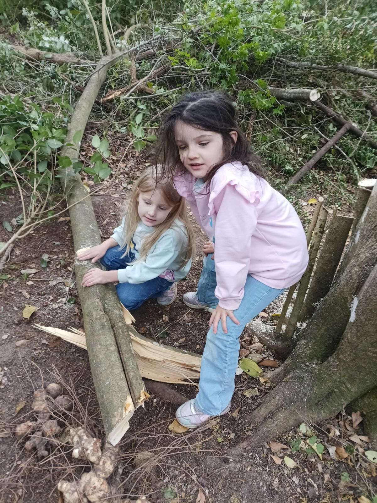 Nature trail restoration progress