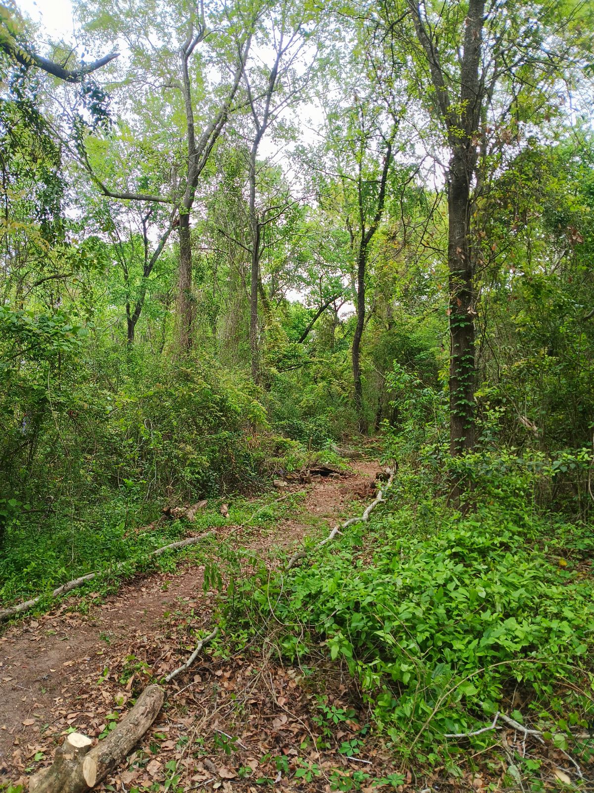 Nature trail restoration progress