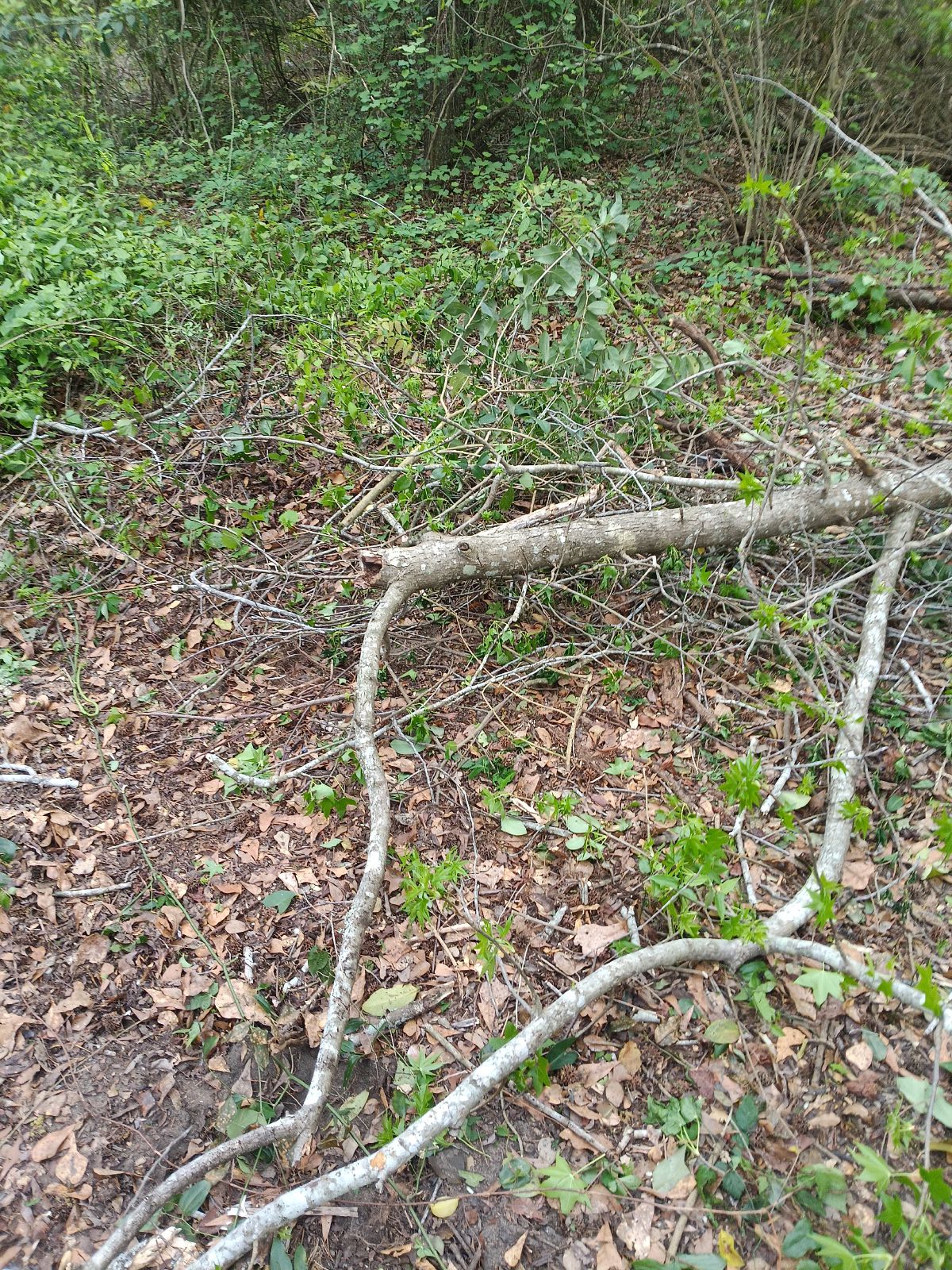 Nature trail restoration progress