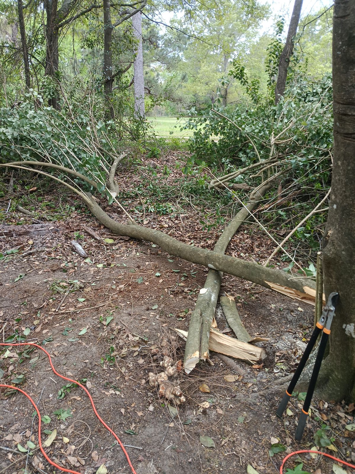 Nature trail restoration progress