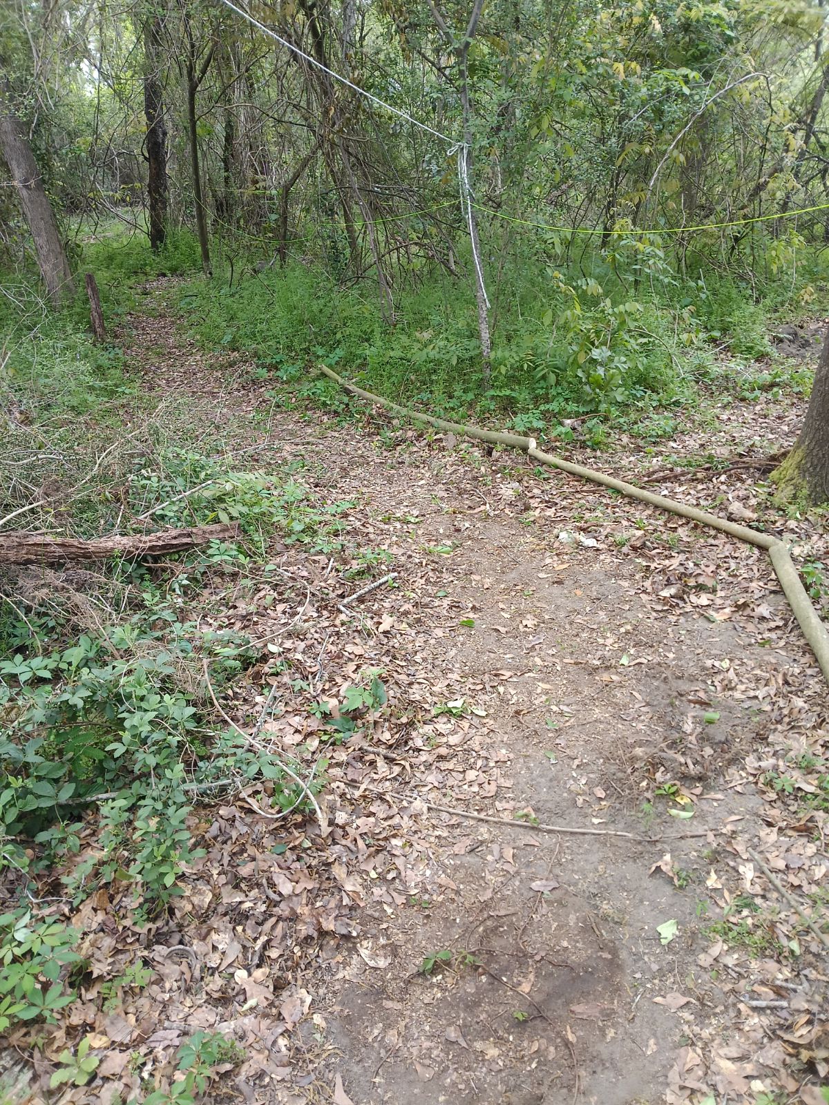 Nature trail restoration progress