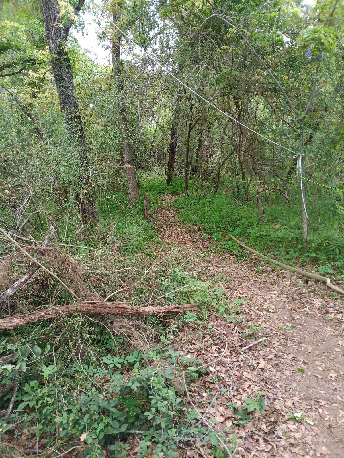 Nature trail restoration progress