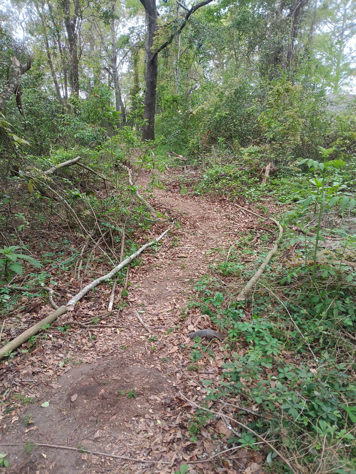 Nature trail restoration progress