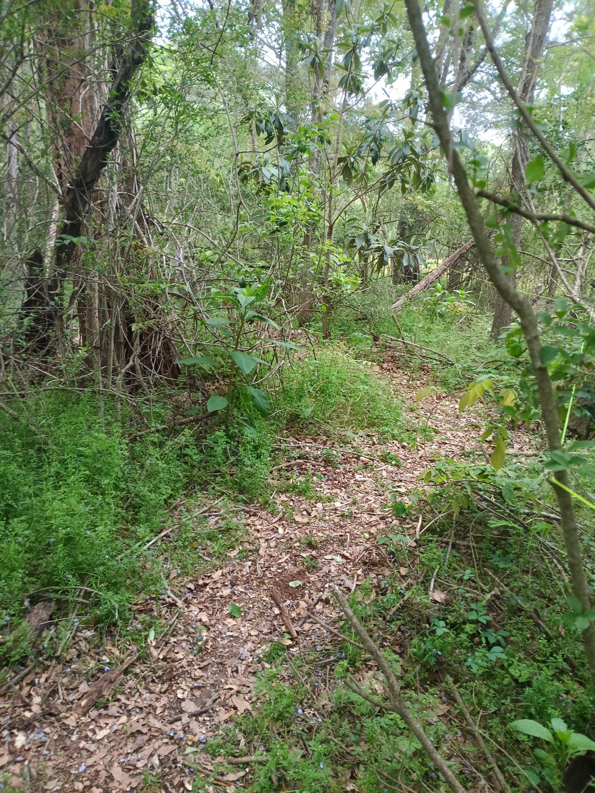 Nature trail restoration progress