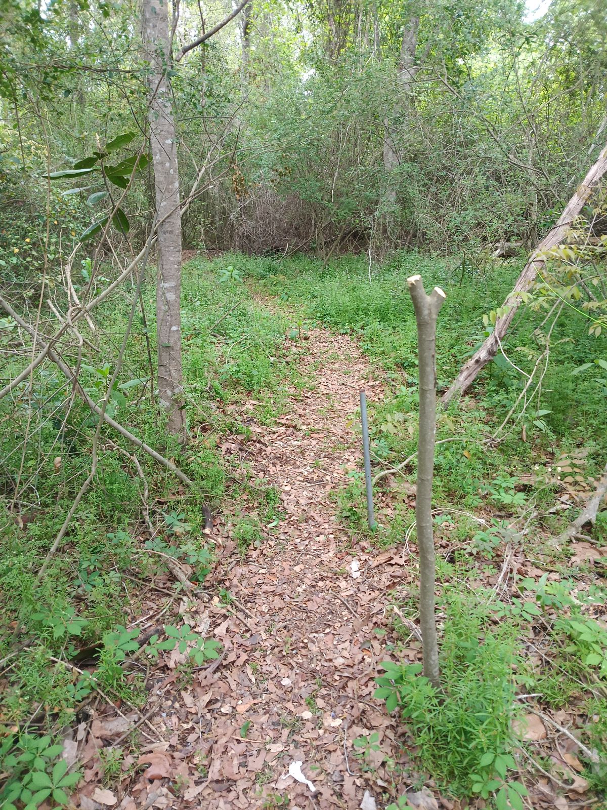 Nature trail restoration progress
