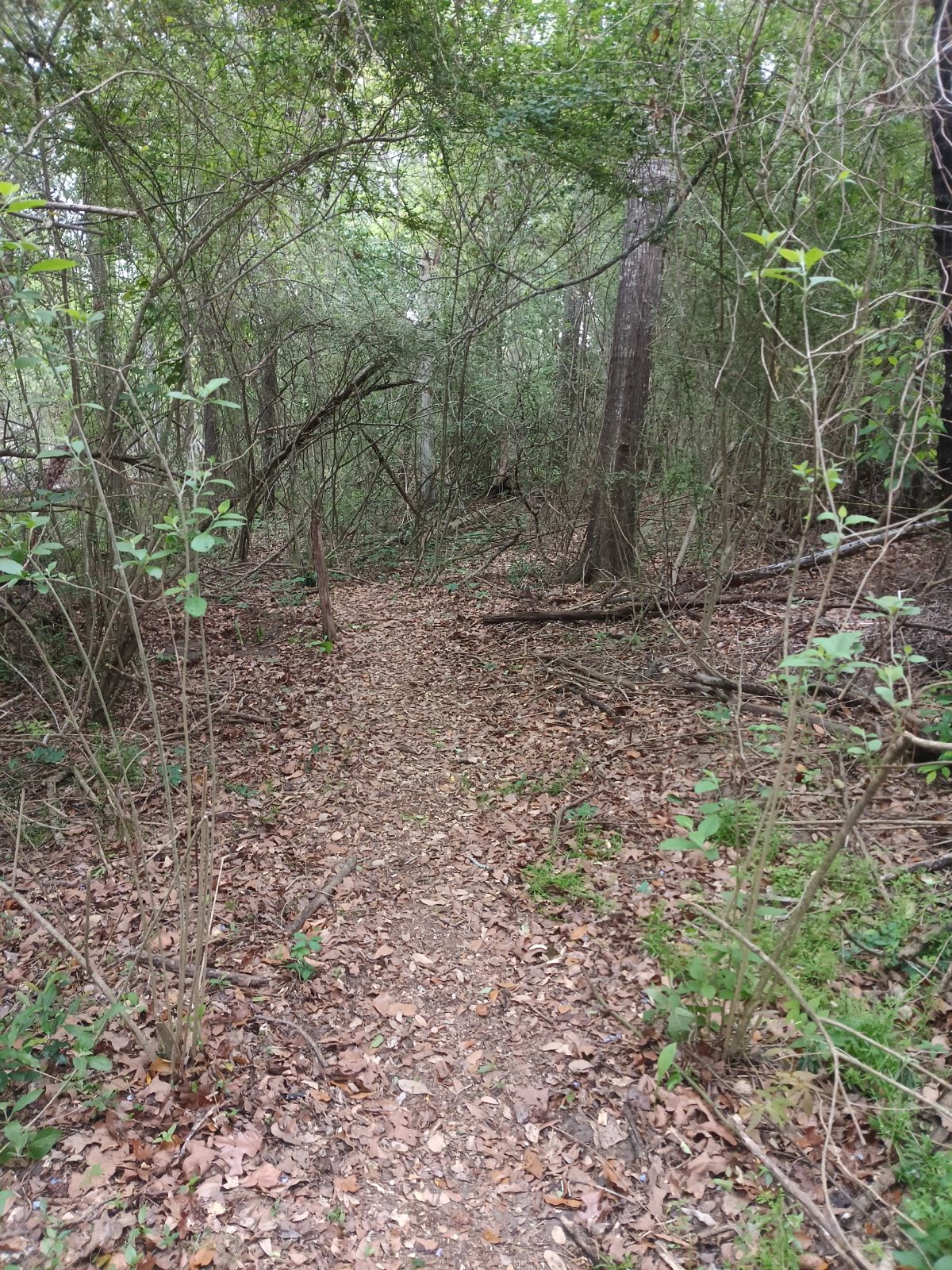 Nature trail restoration progress