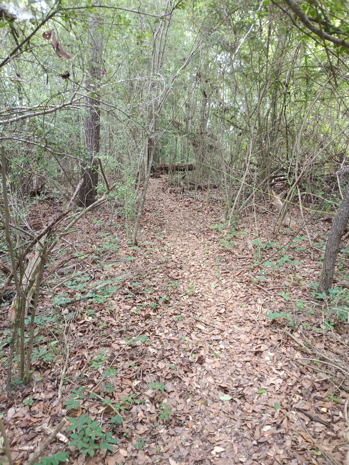 Nature trail restoration progress