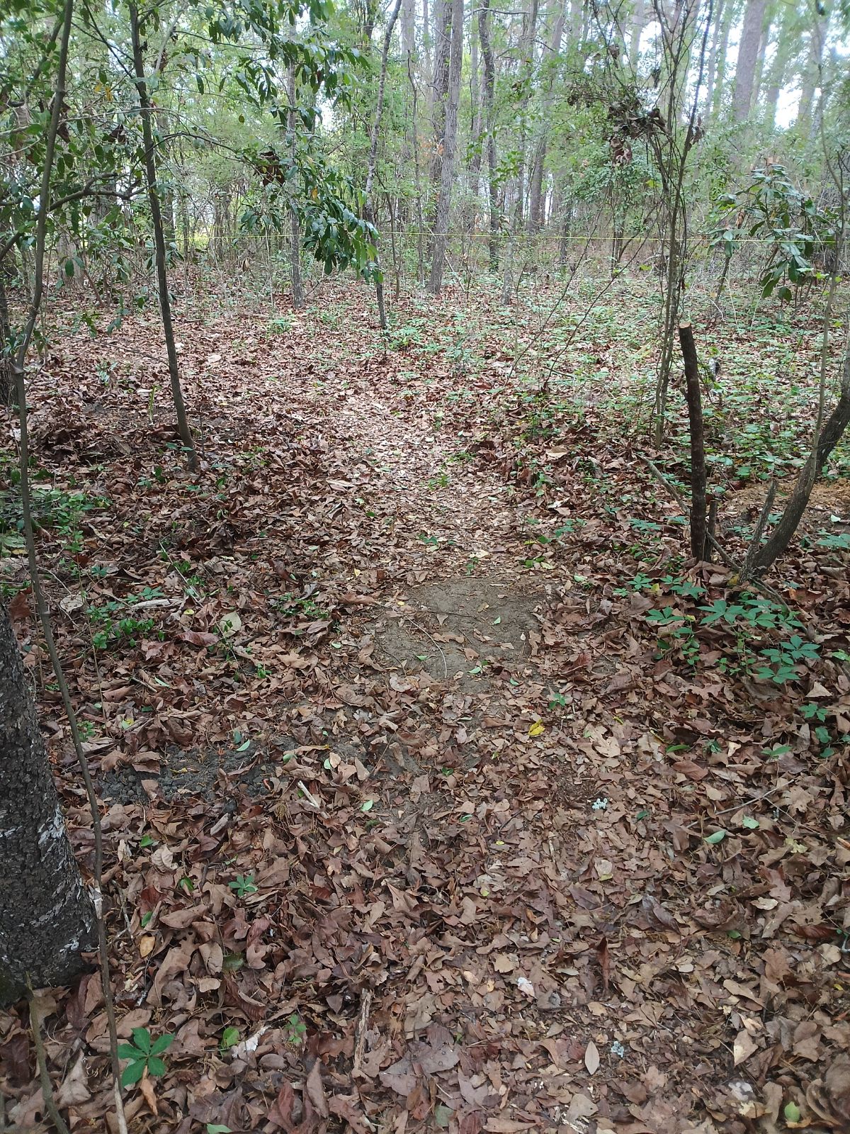 Nature trail restoration progress