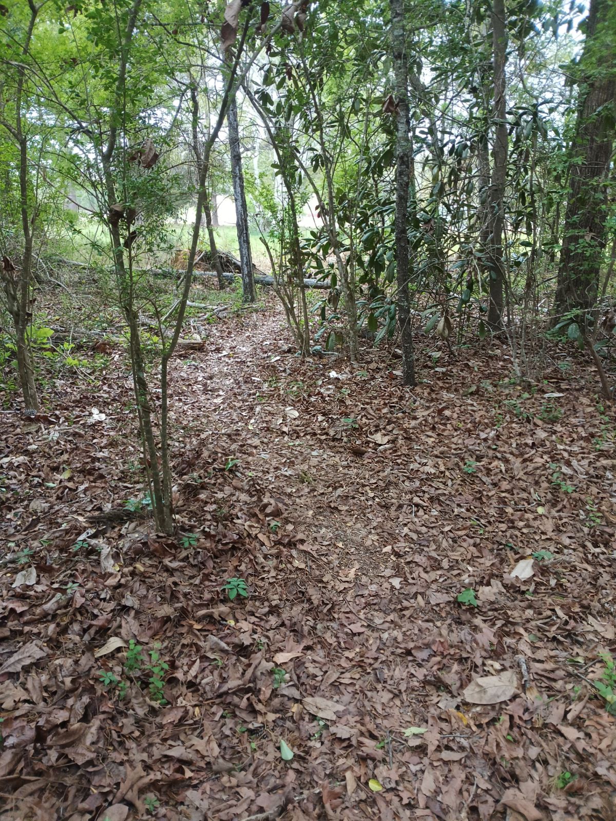 Nature trail restoration progress