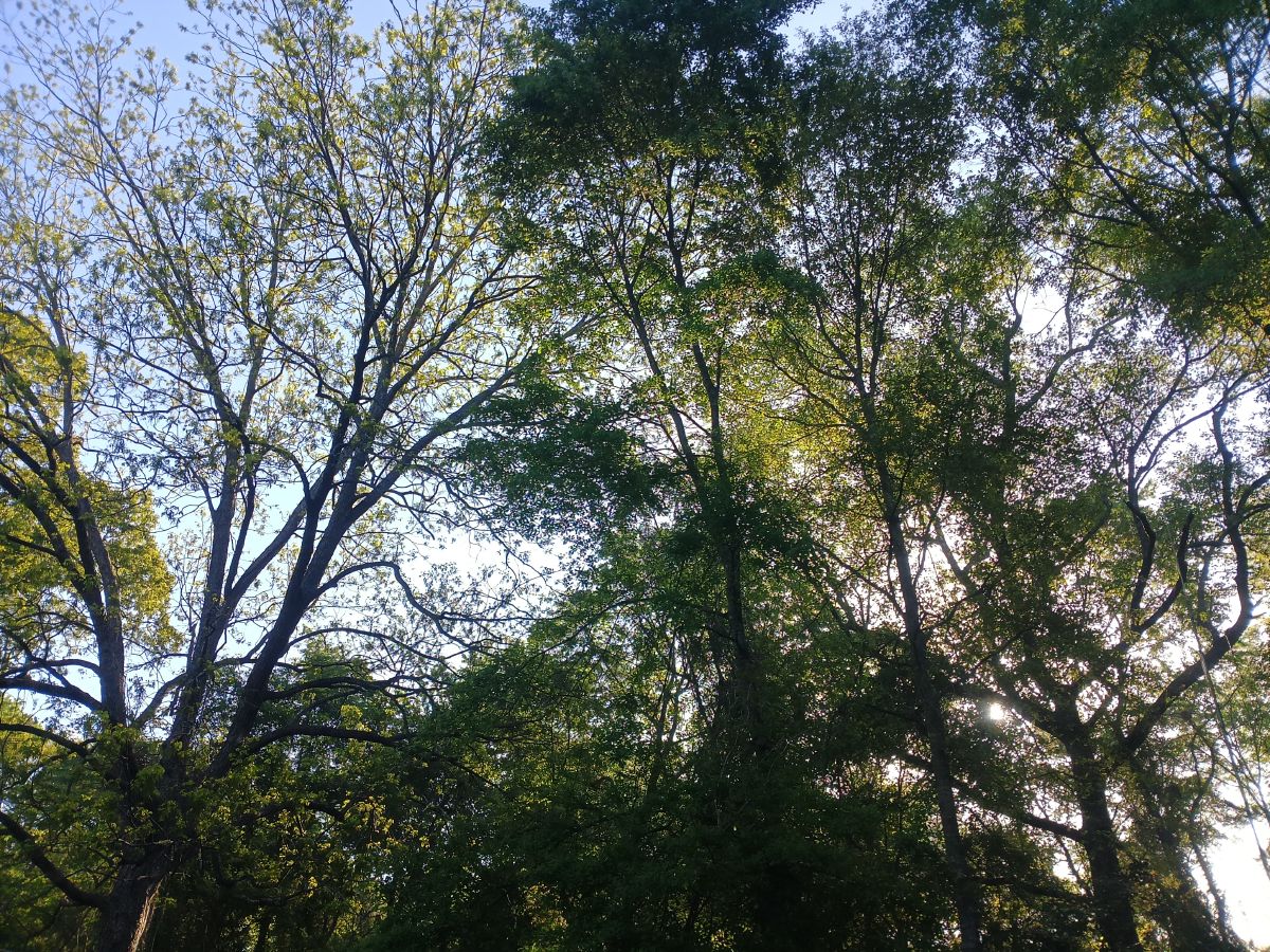 Nature trail restoration progress