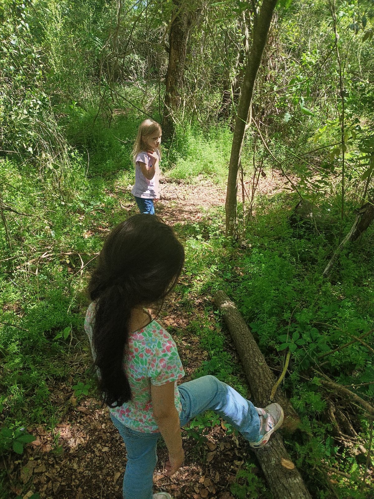 Nature trail restoration progress