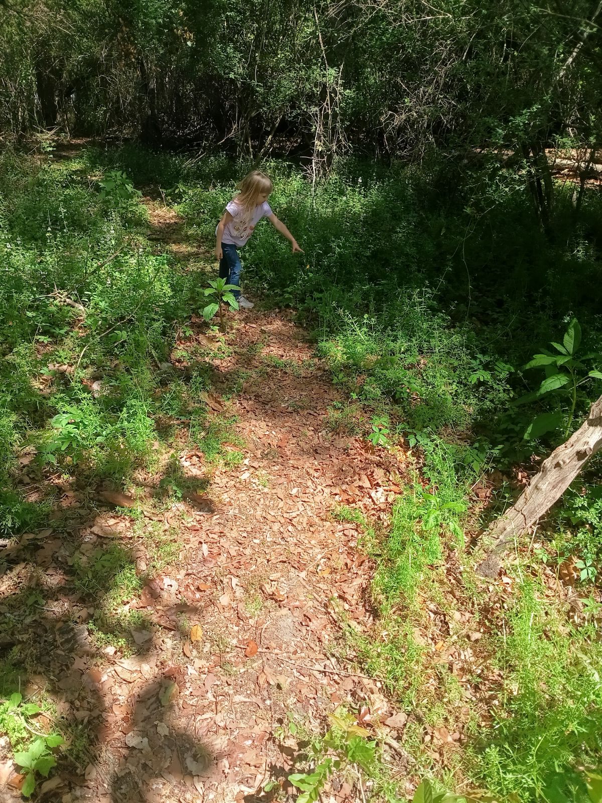 Nature trail restoration progress