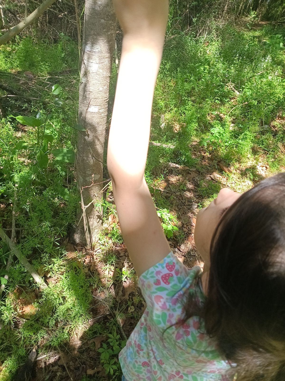 Nature trail restoration progress