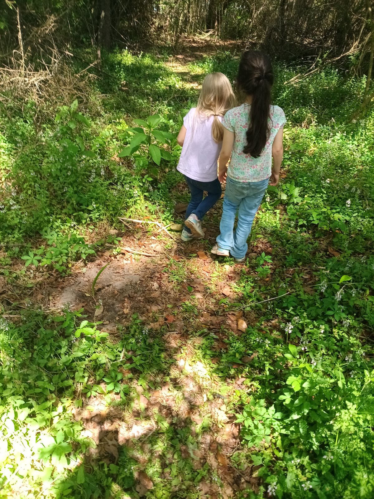 Nature trail restoration progress