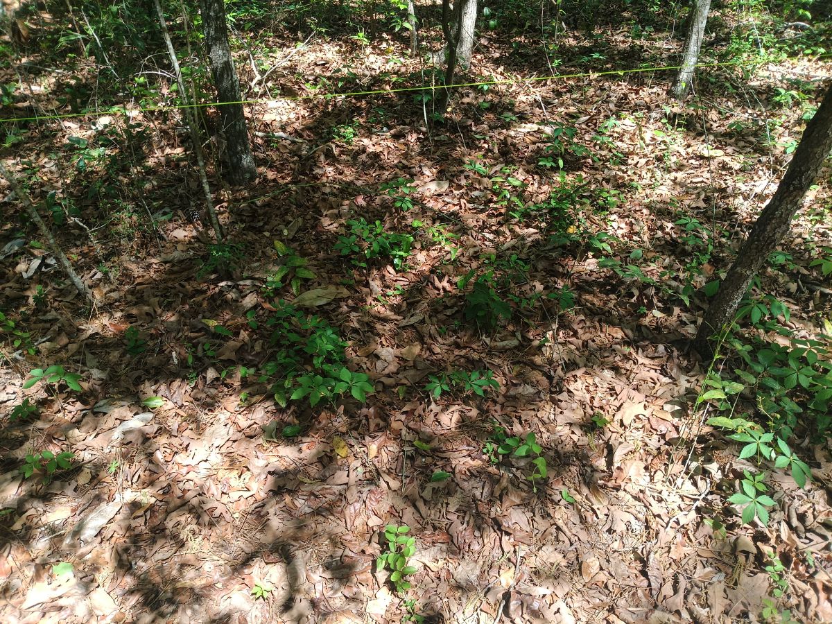 Nature trail restoration progress