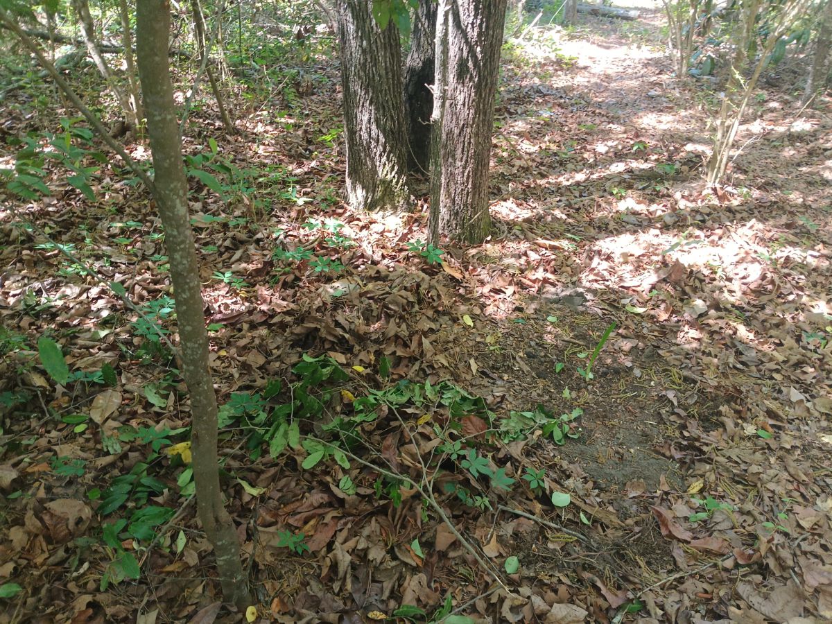 Nature trail restoration progress