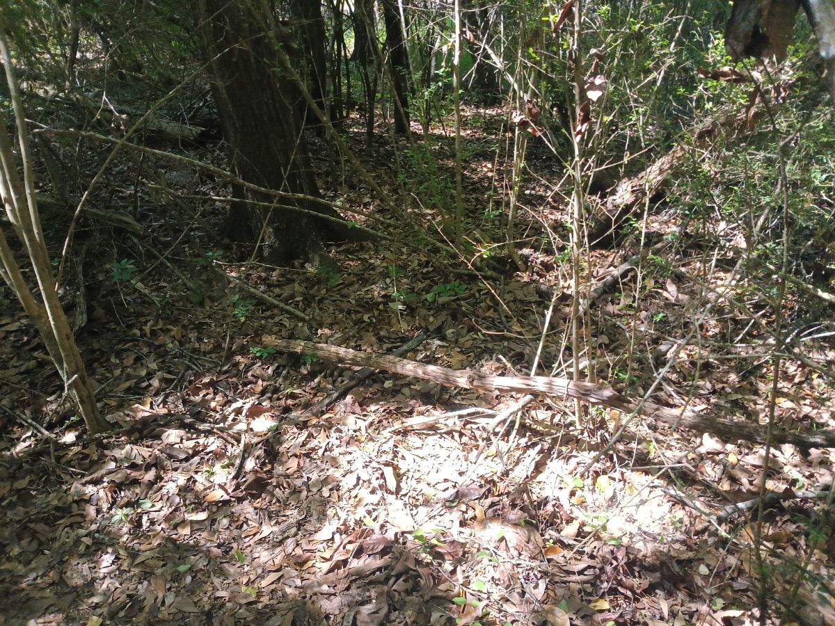 Nature trail restoration progress