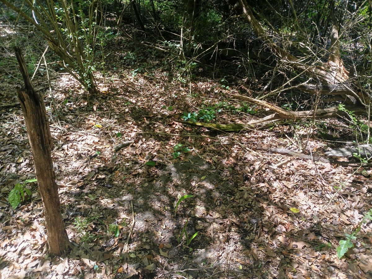 Nature trail restoration progress