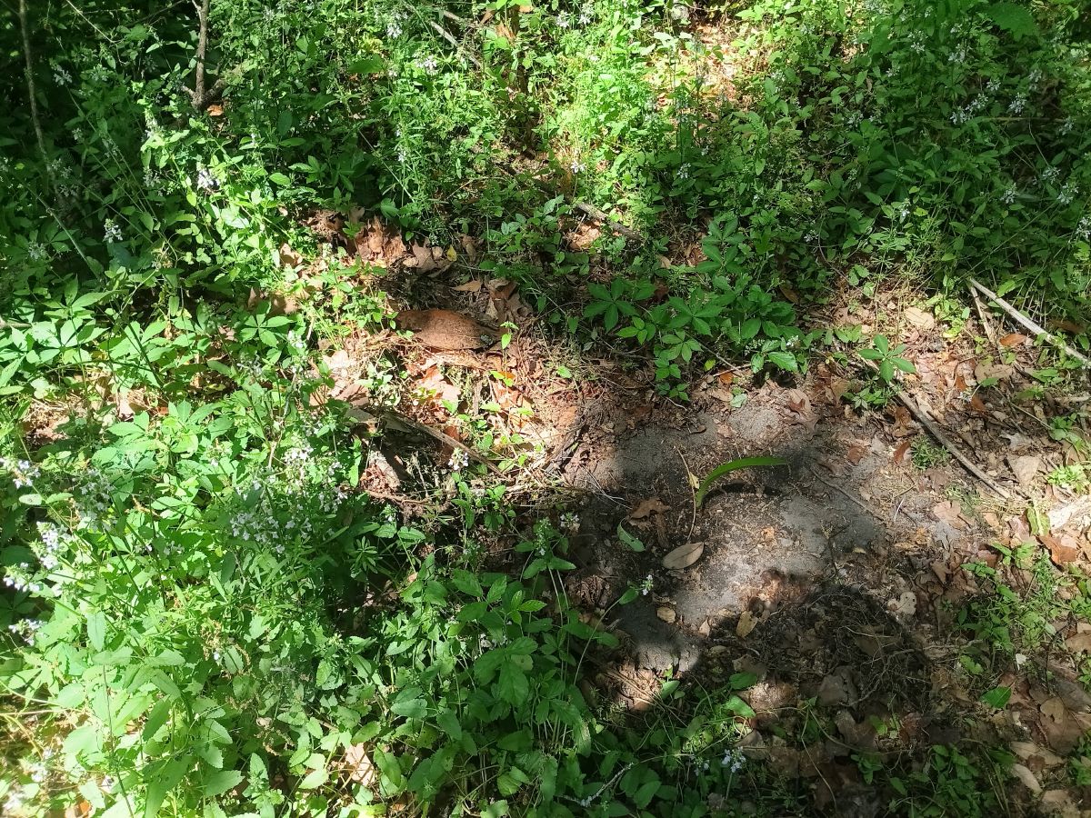 Nature trail restoration progress