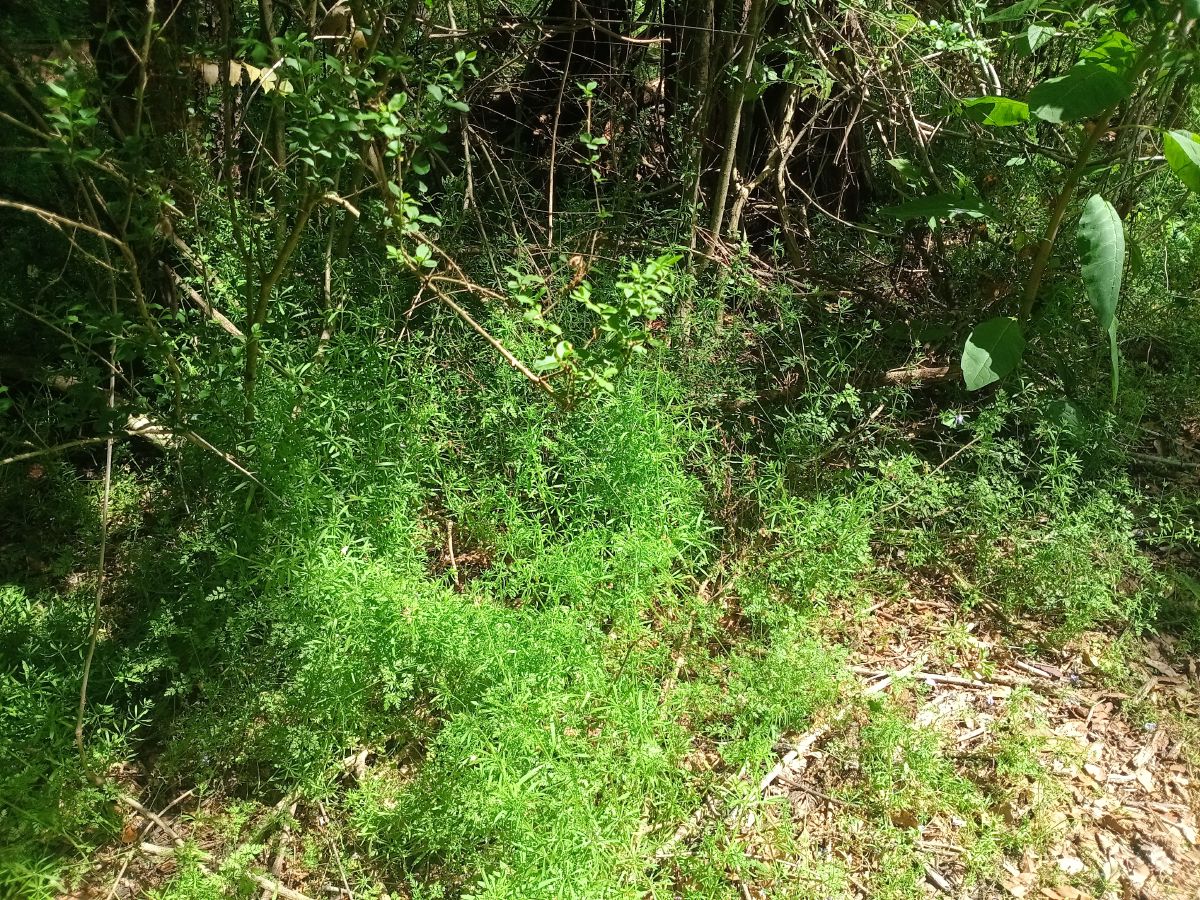Nature trail restoration progress