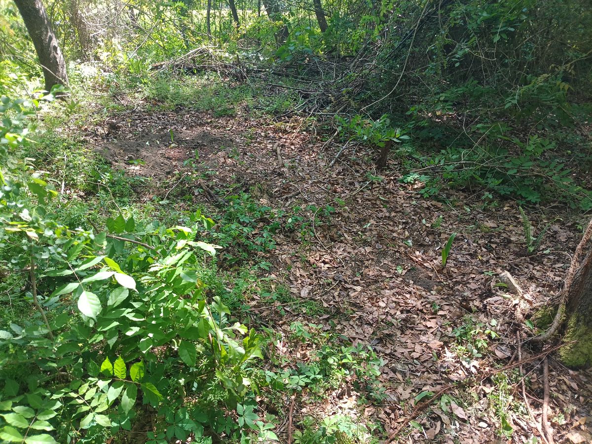 Nature trail restoration progress