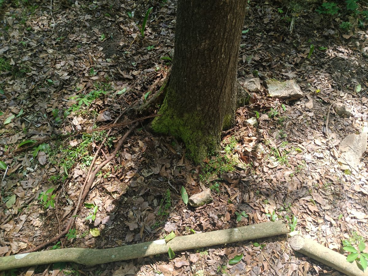 Nature trail restoration progress