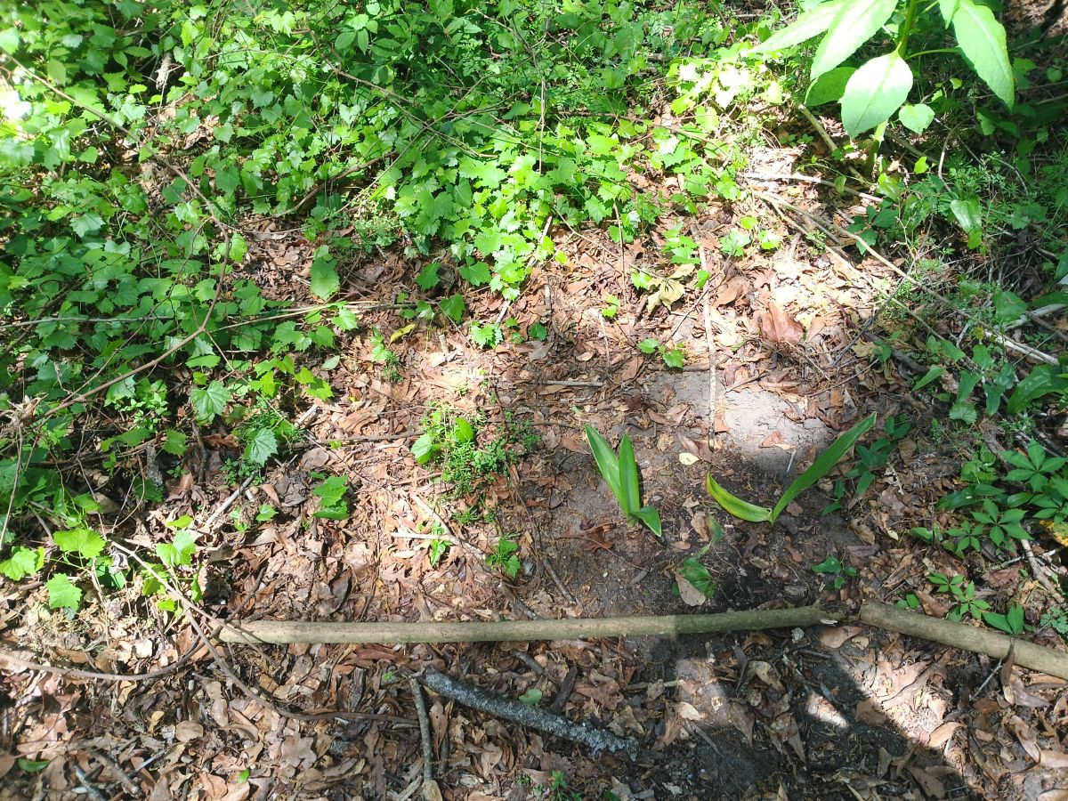 Nature trail restoration progress