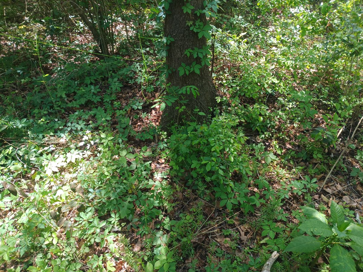 Nature trail restoration progress