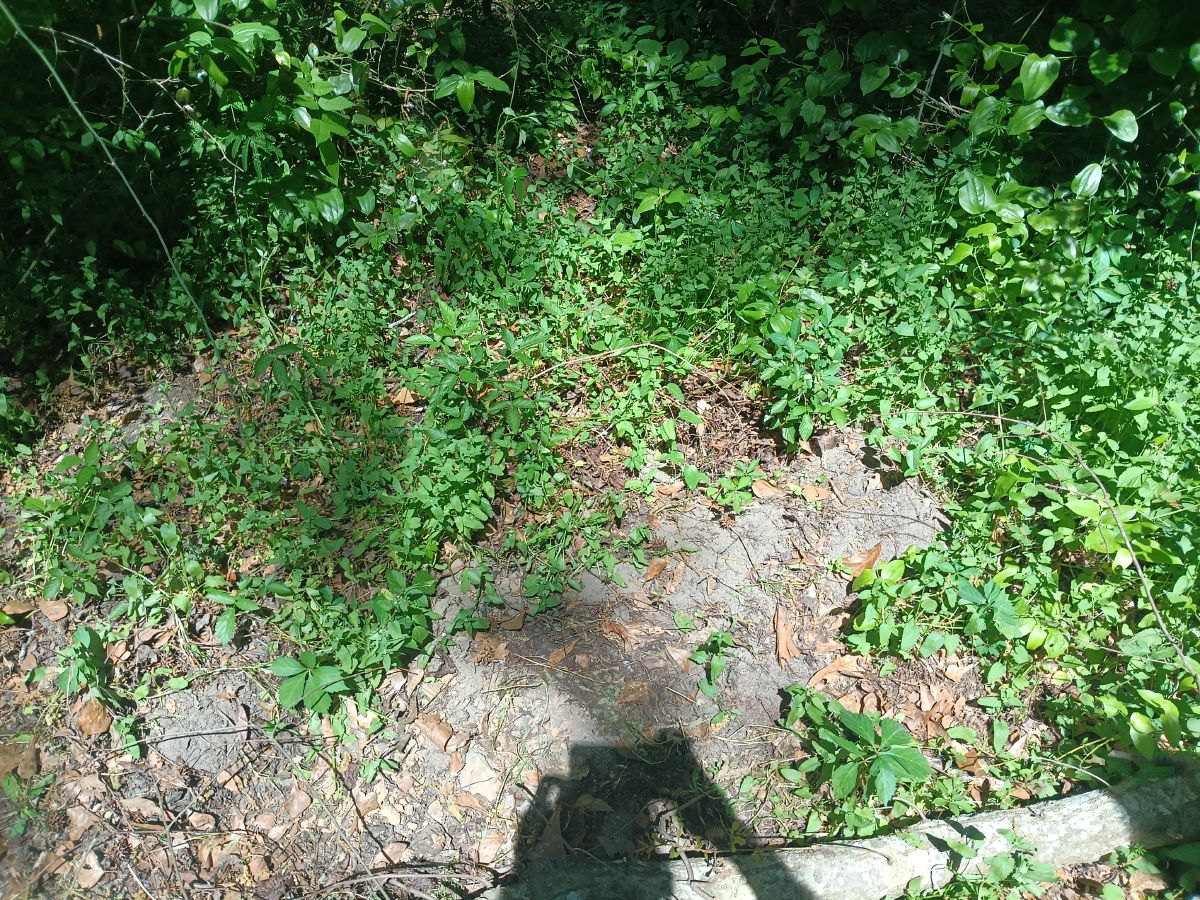 Nature trail restoration progress