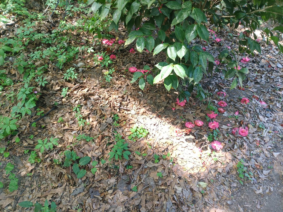 Nature trail restoration progress
