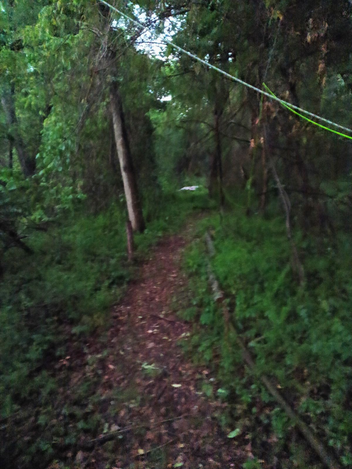 Nature trail restoration progress
