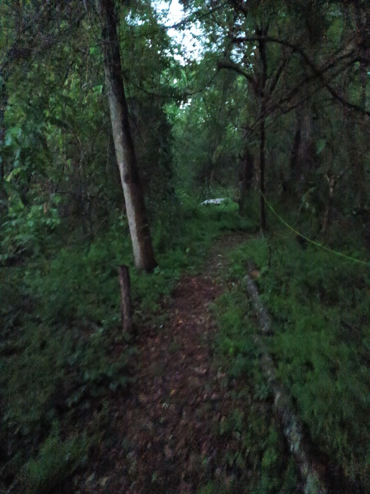 Nature trail restoration progress