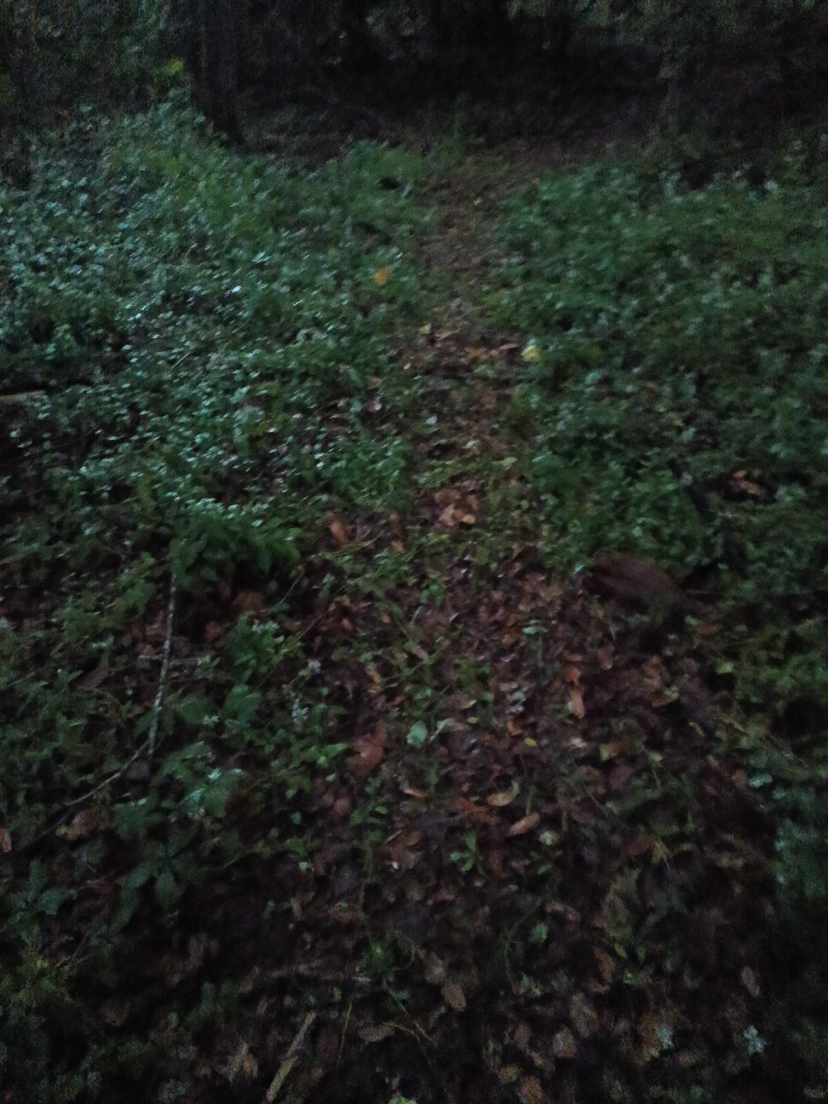 Nature trail restoration progress